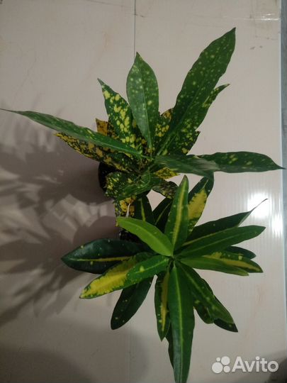 Кодиеум вариегатный