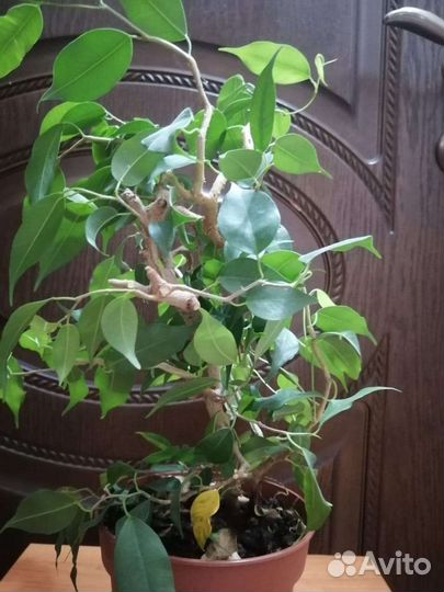 Фикусы бонсай