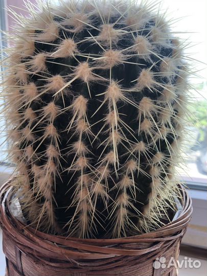 Кактусы многолетние