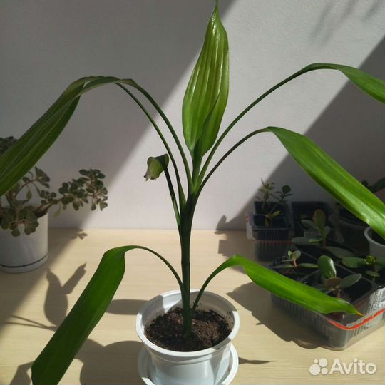Драцена Сандера бамбук счастья