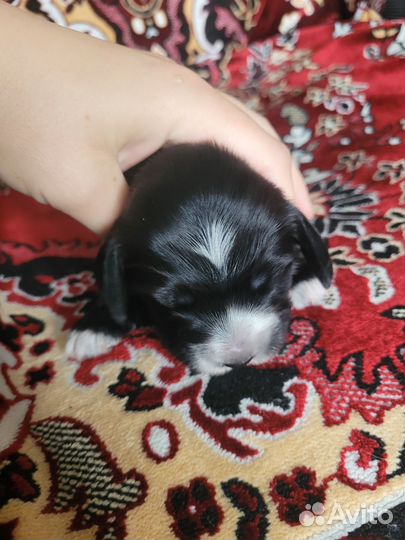 Щенки русского спаниеля