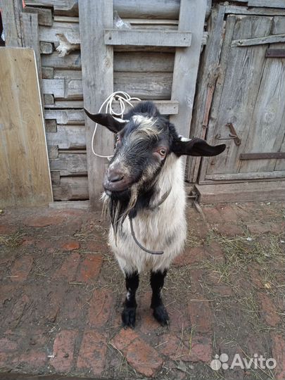 Козел зааненский