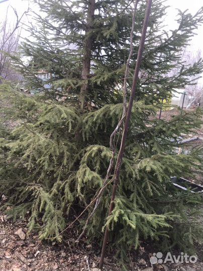 Девичий виноград