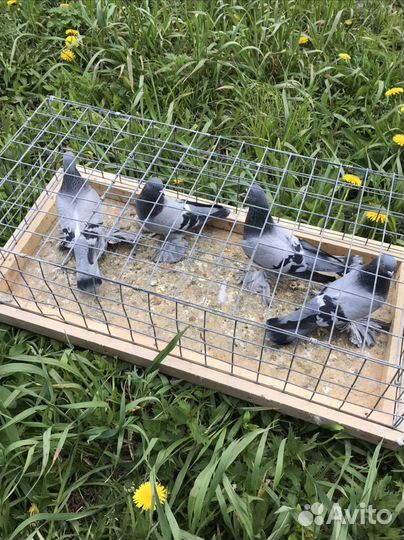 Продажа голубей