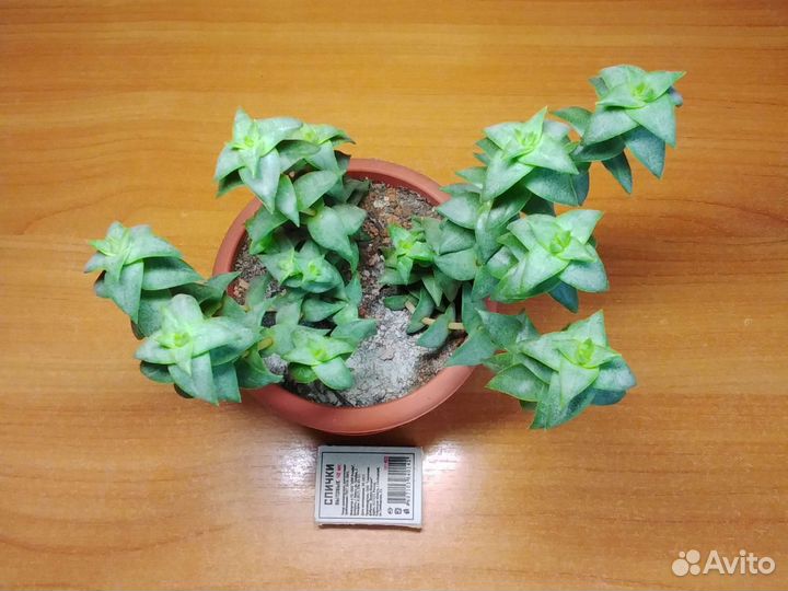 Суккуленты