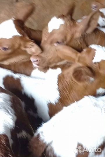 Отборные телята, бычки