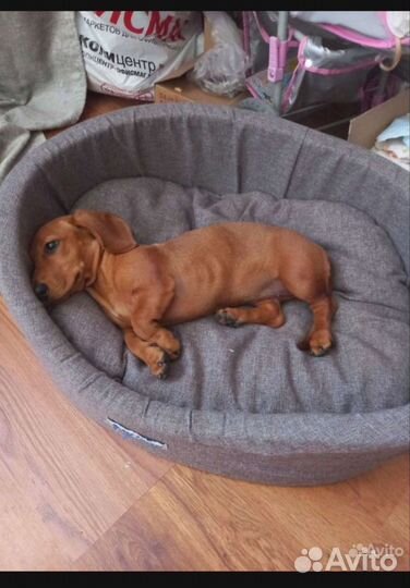 Передержка собак мелких и средних размеров