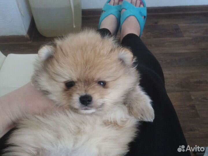 Шпиц мальчики и девочки. Доставка из челябинска