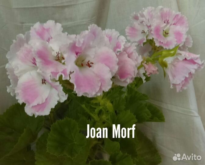 Королевская пеларгония