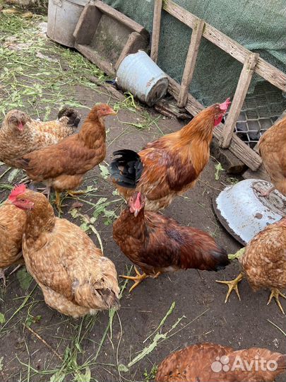 Молодые петухи