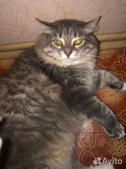 Кися в добрые руки