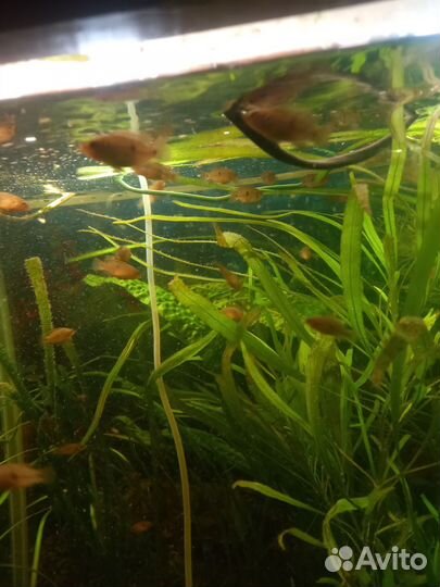 Аквариумные рыбки хромисы красавцы