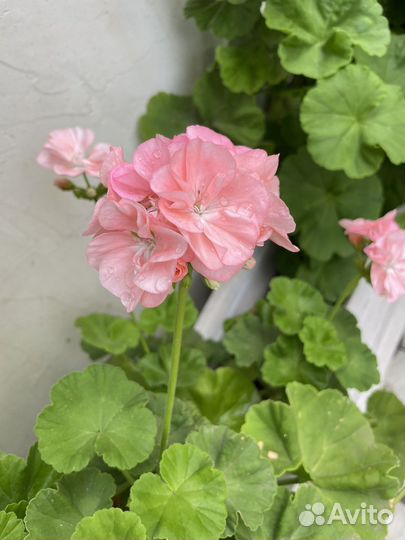 Неукореннённые черенки пеларгонии