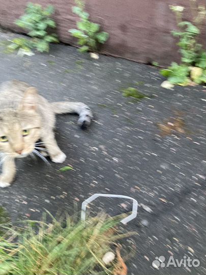 Котята просят о помощи