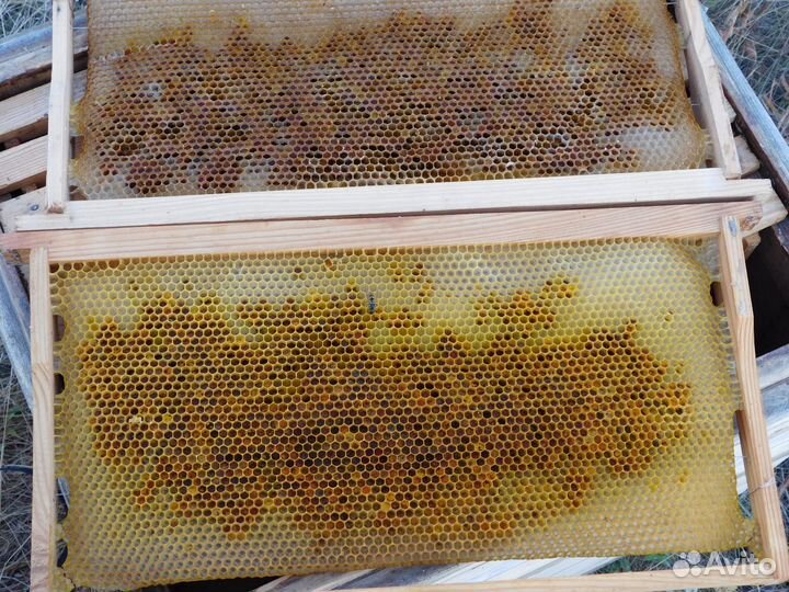 Перга пчелиная