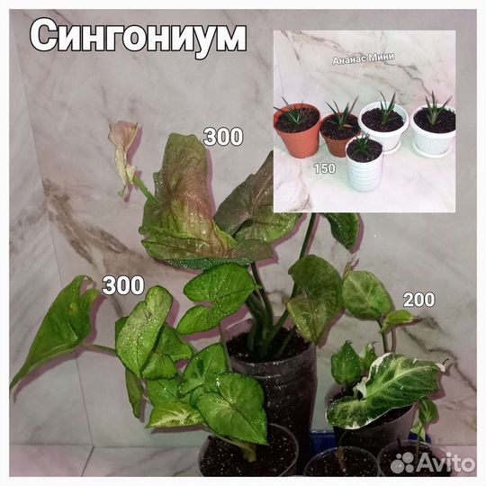 Филодендроны сортовые,сингониумы,фикус,орхидея