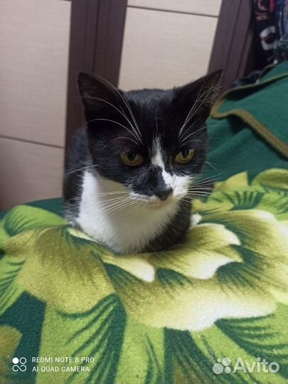 Кошка стерилизованная