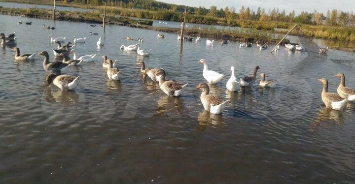 Участок 16 га (СНТ, ДНП)