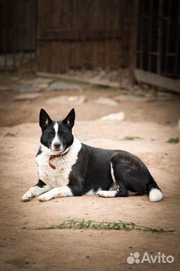 Боня (собачка в добрые руки)