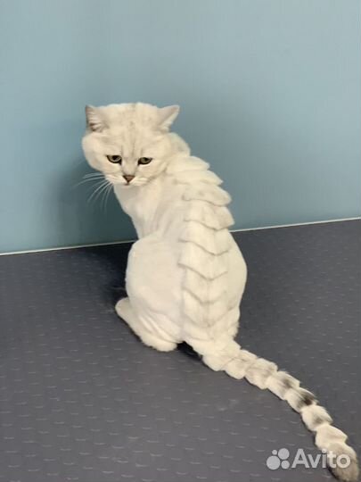 Груминг стрижка собак и кошек