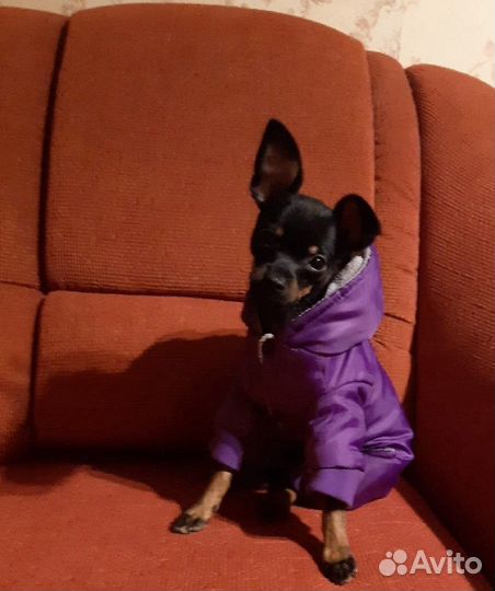 Одежда для собак