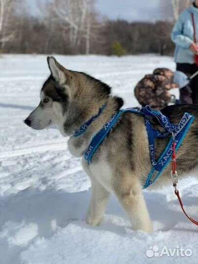 Хаски в добрые руки