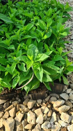 Гортензия метельчатая Самарская Лидия