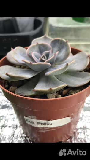 Суккуленты