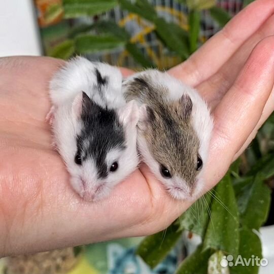 Хомяк кэмпбелла