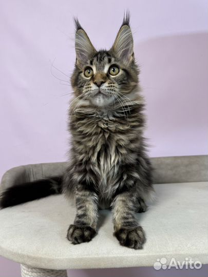 Мейн-кун девочка