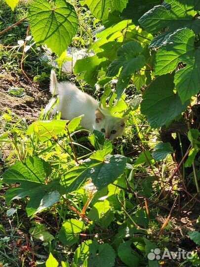 Котенок в дар