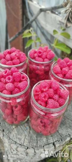 Малина и Кусты