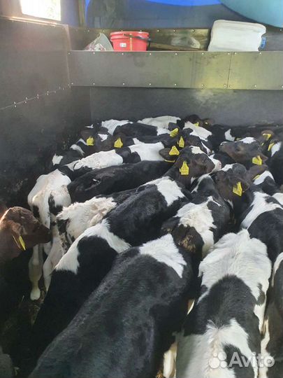 Бычки телята