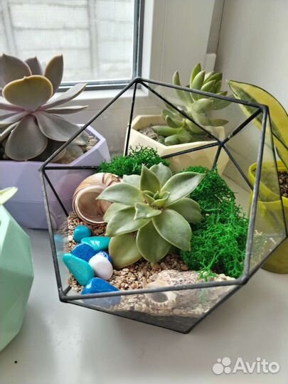Флорариум на заказ и в наличии