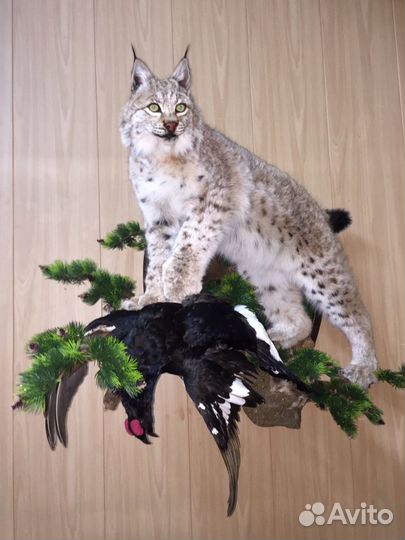 Аренда чучел птиц,животных,шкур и ковров