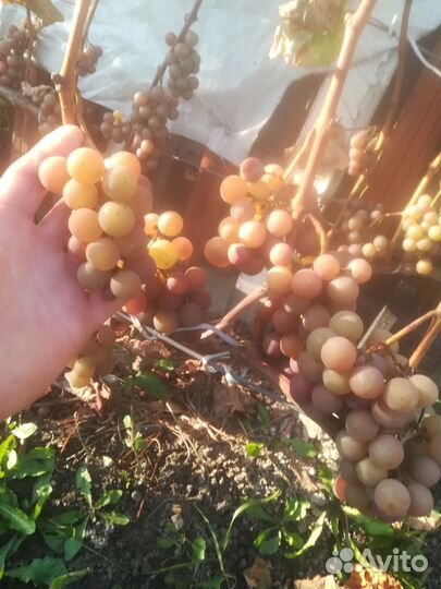 Куст винограда