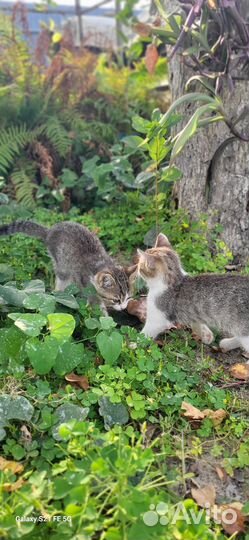 Кошки в добрые руки