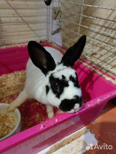 Карликовый кролик бесплатно