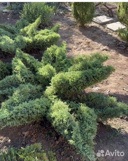 Бонсай/дарюформирующуюстрижку вподарок 2сезона