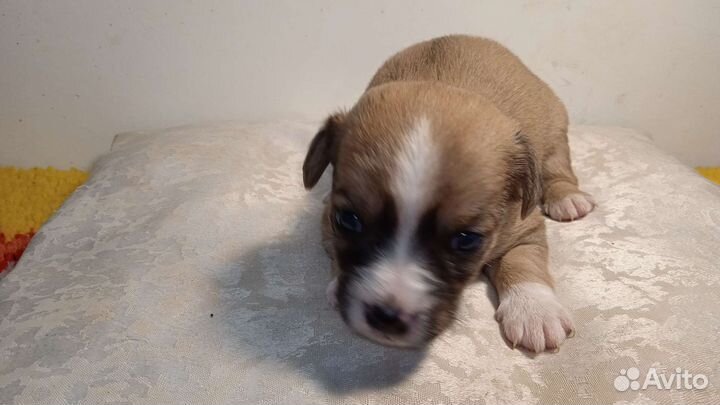 Щенки