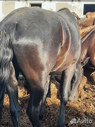 Жеребята Жеребцик Кобылы