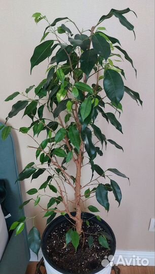 Фикус бенджамина