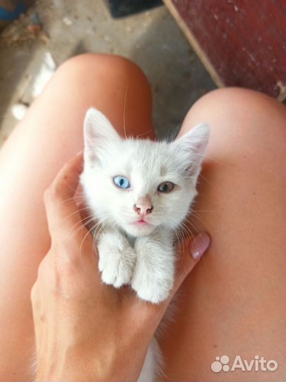 Голубоглазые котята в дар(зеленоглазые, разногла