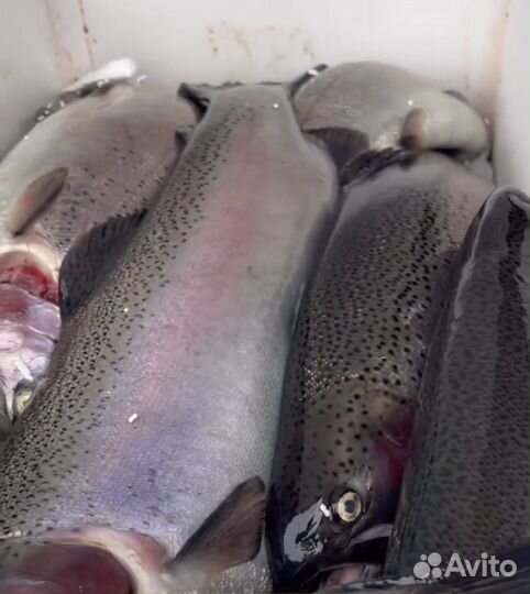 Форель охлажденная оптом