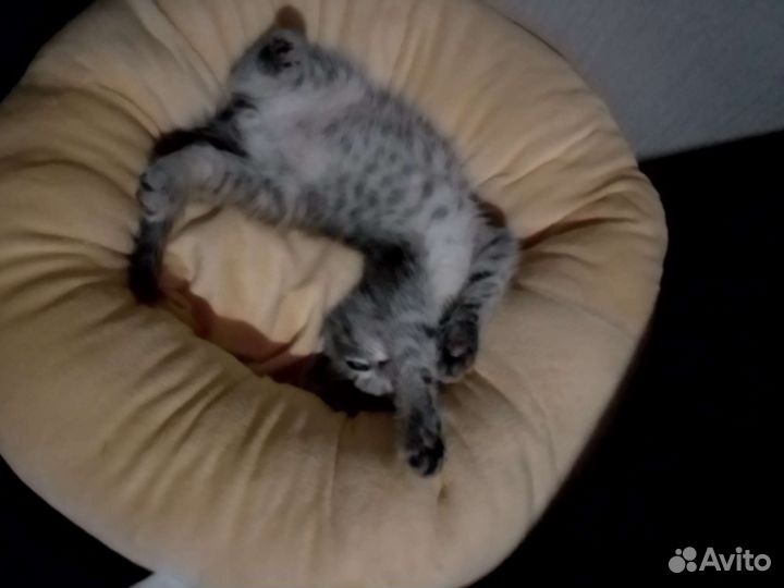 Кошка в дар