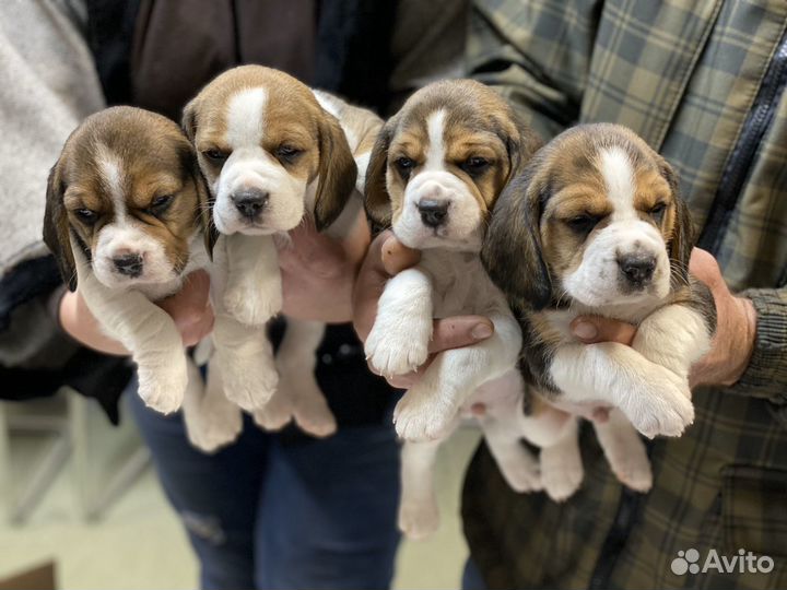 Щенки бигли