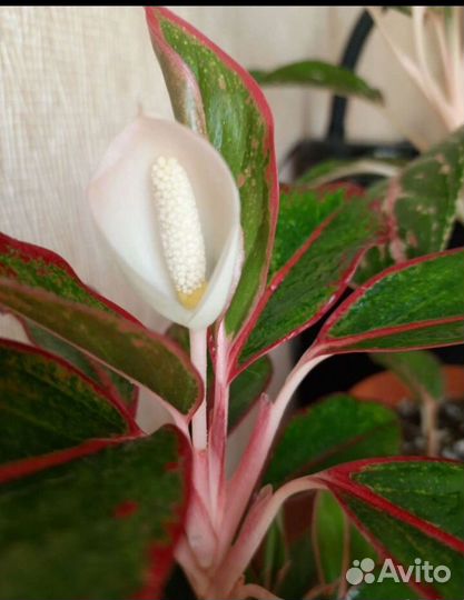 Аглаонема крит