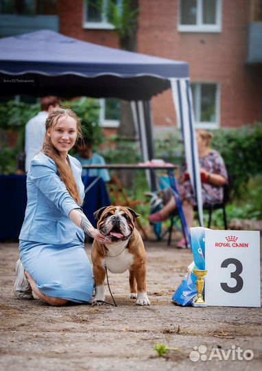 Вязка собак