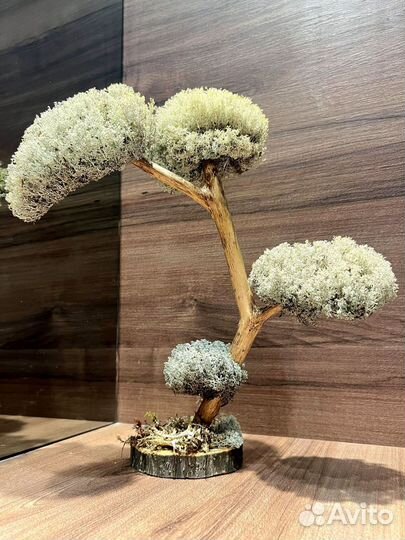 Дерево бонсай живое