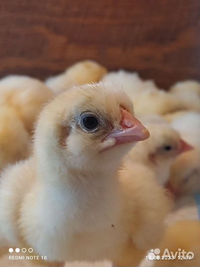 Цыплята бройлеры кобб 500